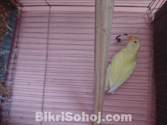 Red eye cremeno Male